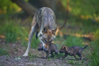 A wolf looks after two of its pups in the forest, Wolf (Canis Lupus), summer, Germany