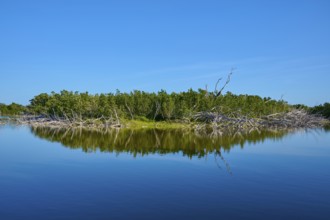 Island in the lake with green vegetation and bright blue sky, Eco Pond, Flamingo, Everglades