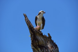 Osprey (Pandion haliaetus), with prey on a tree trunk under a clear sky, Flamingo, Everglades