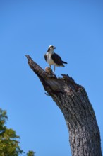 Osprey (Pandion haliaetus), sitting with prey on a tree trunk against a blue sky in a natural