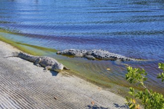 American crocodile (Crocodylus acutus), two animals on the shore of a blue water body in the