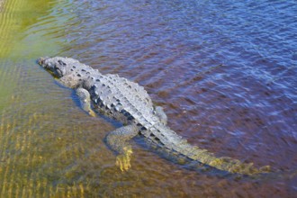 American crocodile (Crocodylus acutus), lying in clear blue water, surrounded by natural