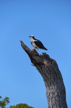 Osprey (Pandion haliaetus), sitting majestically with prey on a dead tree trunk under a blue sky,
