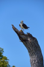 Osprey (Pandion haliaetus), sitting alone with prey on a dead tree trunk in front of a clear sky,