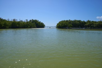 Calm bay surrounded by green trees under a clear blue sky, Flamingo, Everglades National Park,