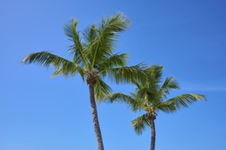 Two palm trees towering against a bright blue sky, Flamingo, Everglades National Park, Florida, USA