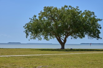 Large tree on the seashore with islands in the background, Flamingo, Everglades National Park,