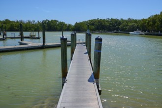 Wooden jetty leading into the water, surrounded by trees, Flamingo, Marina, Everglades National