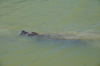 Manatee (Trichechidae), swimming in green water, moving slowly, flamingo, marina, Everglades