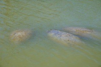 Manatees (Trichechidae), three animals visible in the green water, Flamingo, Marina, Everglades