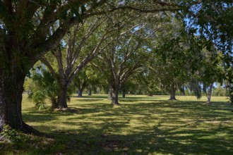 A quiet park with large trees and shade under a clear sky, Flamingo, Marina, Everglades National