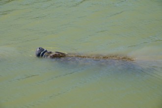 Manatee (Trichechidae), an animal swimming on the water surface, Flamingo, Marina, Everglades