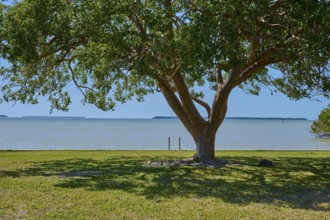 A large tree provides shade on the shore with a view of the calm sea, Flamingo, Everglades National