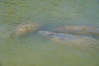 Manatees (Trichechidae), under the water surface in green water, Flamingo, MarinaEverglades