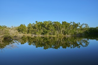 Trees reflected in a calm lake under a blue sky, Eco Pond, Flamingo, Everglades National Park,