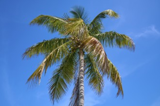 Tall palm tree with green leaves under a clear blue sky, Flamingo, Everglades National Park,