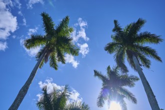 Palm trees rise into the cloudy, sunny sky, Flamingo, Everglades National Park, Florida, USA