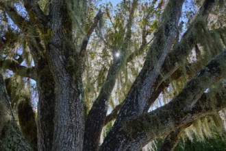 Sunlight streams through a moss-covered tree with dense branches, Flamingo, Everglades National
