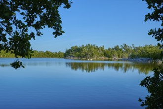 Tranquil seascape with surrounding trees and clear blue sky, Eco Pond, Flamingo, Everglades