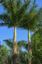 Two large palm trees stand in front of a clear, deep blue sky, Flamingo, Everglades National Park,
