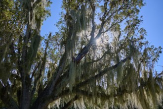 Moss-covered treetops with sunbeams breaking through the foliage, Flamingo, Everglades National