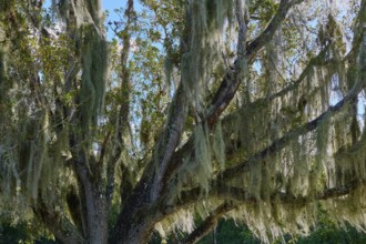 Moss-covered tree stretches majestically against the blue sky, Flamingo, Everglades National Park,