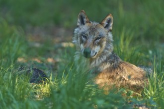A wolf rests in the grass of the forest and looks curiously into the distance, Wolf (Canis Lupus),