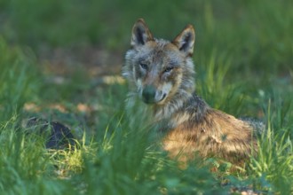 A wolf lies attentively in the green forest and looks vigilantly ahead, Wolf (Canis Lupus), Summer,