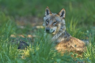 A watchful wolf sits in the green forest grass and observes its surroundings, Wolf (Canis Lupus),