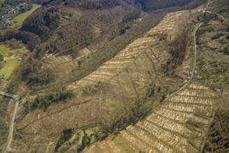 Forest damage and clear cutting, Brachbach, Siegerland, Rhineland-Palatinate, Germany, 2 bridges
