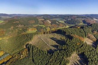 Aerial view, forest area with forest damage in the district Calle in Meschede, Sauerland, North