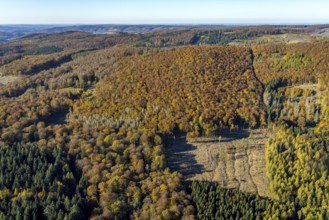 Aerial view, forest area with forest damage in the district Wennemen in Meschede, Sauerland, North