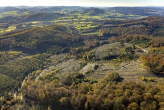 Aerial view, forest area with forest damage in the district Wennemen in Meschede, Sauerland, North