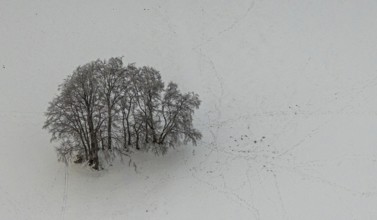 Aerial view of the winter landscape in Mosebolle with a group of trees and tracks in the snow near