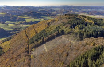 Aerial view, hilly landscape with forest damage in Meschede town in Meschede, Sauerland, North