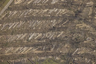 Aerial photo, forest damage and forest dieback, Wennemer Höhweg, Wennemen, Meschede, Sauerland,