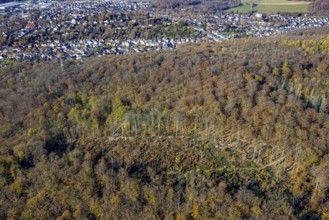 Aerial view, Menden forest with forest damage in Menden, Sauerland, North Rhine-Westphalia,