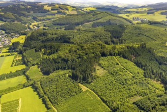 Aerial photo, mill undermining, healthy Oberelsper forest, Im Tiefensiepen, Altenvalbert,