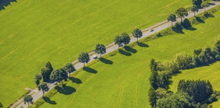 Aerial view, tree avenue near Oberelspe, Lennestadt, Sauerland, North Rhine-Westphalia, Germany,