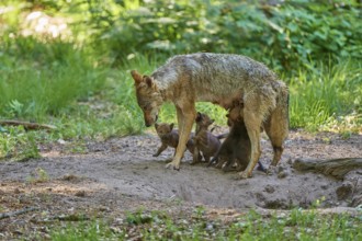 A she-wolf bends over her playing puppies in the forest, Wolf (Canis Lupus), Germany