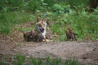 She-wolf looking after her four playing puppies in the forest, Wolf (Canis Lupus), Germany