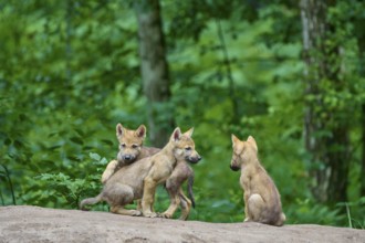 Three wolf pups curiously exploring their surroundings in the forest, Wolf (Canis Lupus), Germany