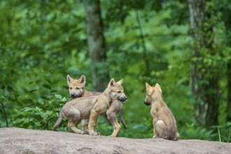 Three wolf pups playing on a hill in a green forest, Wolf (Canis Lupus), Germany