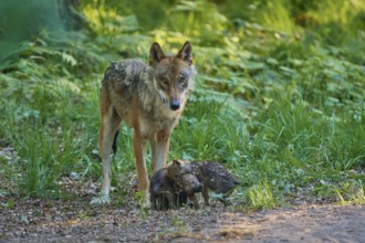 A wolf lovingly tends to its pups in the forest, surrounded by green vegetation, harmonious, Wolf