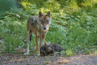 A wolf stands vigil over his pups in a green forest, awareness of the surroundings, Wolf (Canis