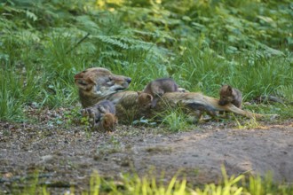 A she-wolf lies on the ground while her pups crawl around her, in a safe environment, Wolf (Canis