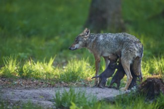 A she-wolf nursing her pups in the green forest and looking to the side, Wolf (Canis Lupus),