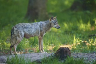 An adult wolf in a green forest stands attentively and observes the surroundings, Wolf (Canis