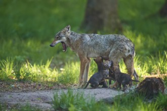 A wolf yawns while its pups drink from it in the forest, Wolf (Canis Lupus), Germany
