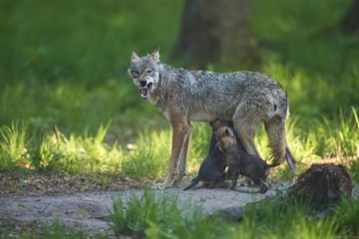 An adult wolf feeds its pups and shows its teeth in the forest, Wolf (Canis Lupus), Germany